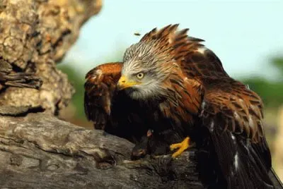 nibbio jigsaw puzzle