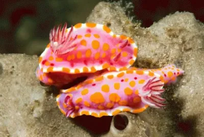 nudibranchi