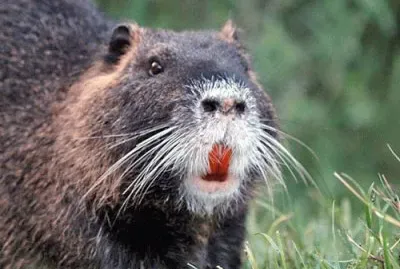 nutria