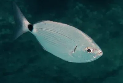 occhiata