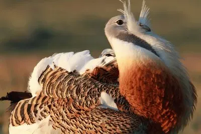 otarda jigsaw puzzle