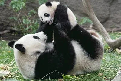 panda gigante