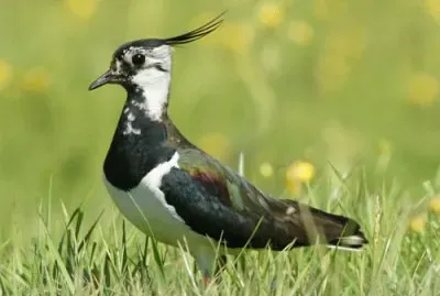 pavoncella jigsaw puzzle