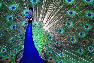 pavone jigsaw puzzle