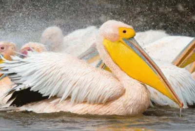 pellicano jigsaw puzzle