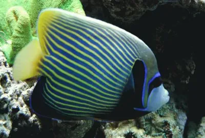 pesce angelo