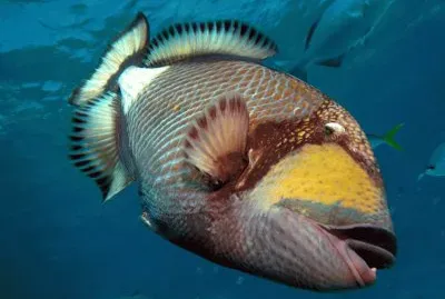 pesce balestra