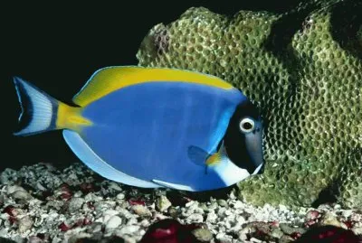 pesce chirurgo
