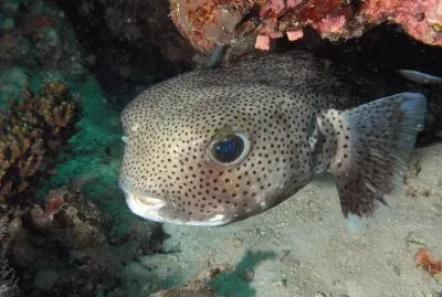 pesce istrice