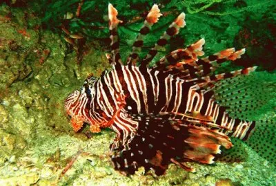 pesce leone