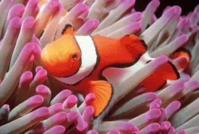 pesce pagliaccio