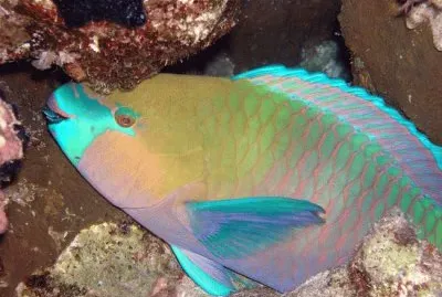 pesce pappagallo