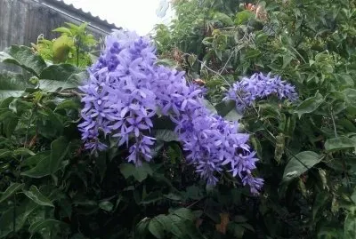 פאזל של Raspa Guacal Flores