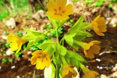 פאזל של imagens