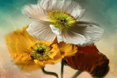 פאזל של imagens