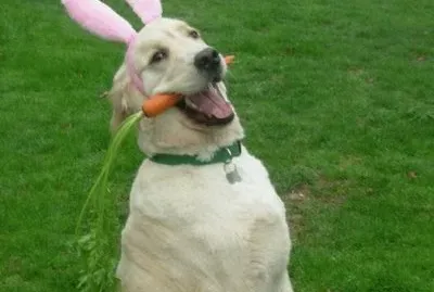perro-conejo