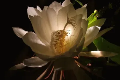 epiphillium oxypetalum