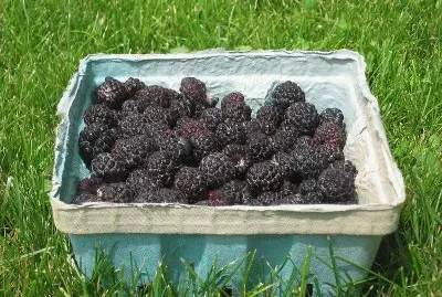 frambuesas negras