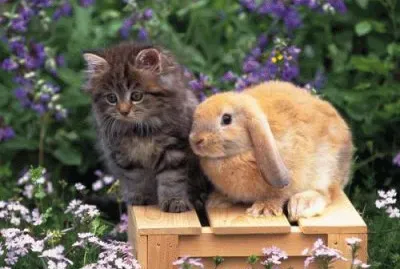 amigos