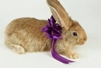 פאזל של imagens