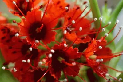 פאזל של imagens