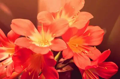 פאזל של flores