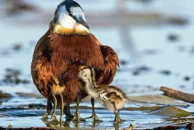 mom#206 jigsaw puzzle