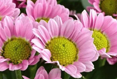 פאזל של imagens