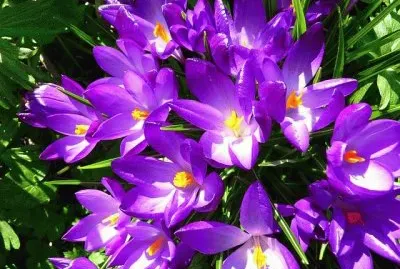 פאזל של imagens