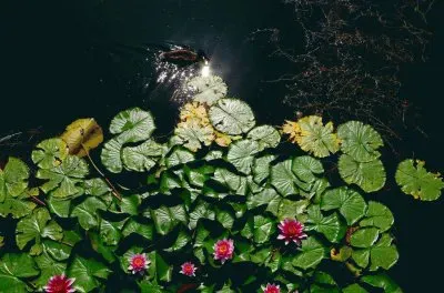 naturaleza jigsaw puzzle