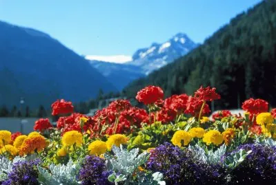 פאזל של flowers