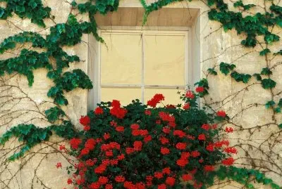 פאזל של imagenes