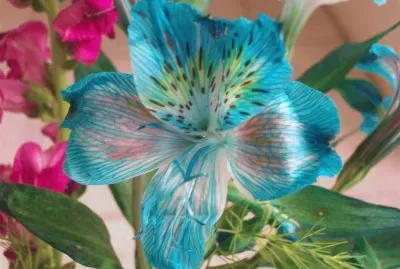 פאזל של flores