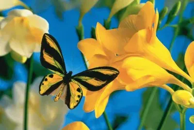 פאזל של imagens