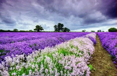 flowers jigsaw puzzle