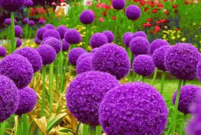 Puffy Purple Alliums