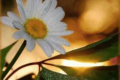 פאזל של imagens