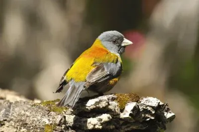 comesebo andino jigsaw puzzle