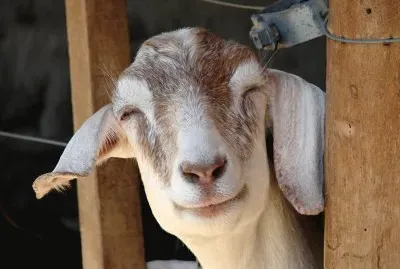 sonrisa