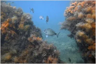 en el mar jigsaw puzzle