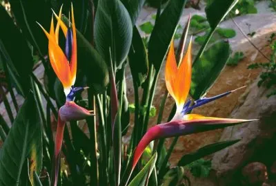 Lovely Bird of Paradise Flowers