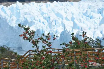 NATUREZA jigsaw puzzle