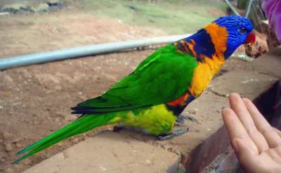 040106 jigsaw puzzle