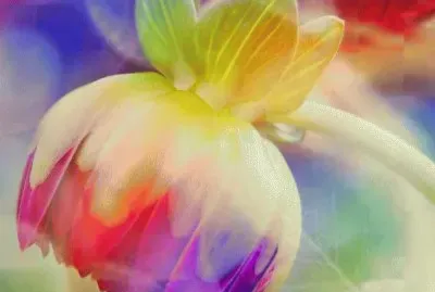 Amazing Flower