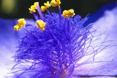 פאזל של imagens