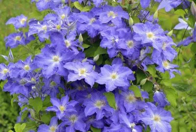 פאזל של imagens