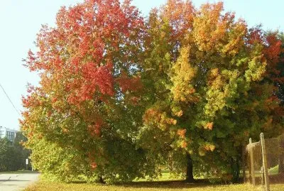 OtoÃ±o en Villa Martelli. Buenos Aires. Argentina