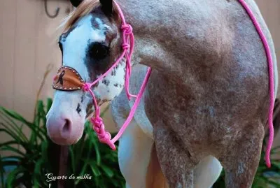 Cavalos 49 jigsaw puzzle