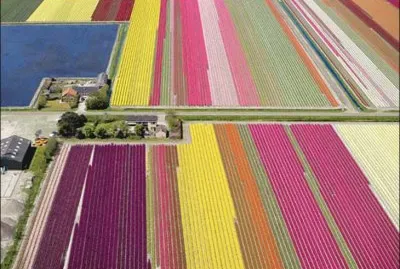 tulipfields30