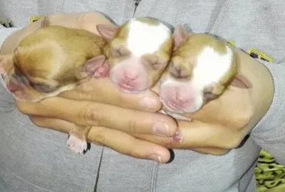chihuahuas